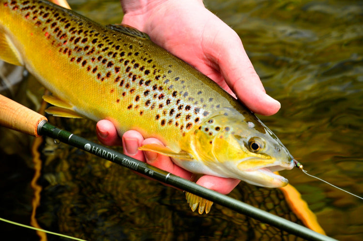 Trout Fishing Seasons Ireland