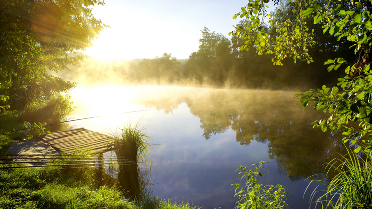 Coarse Fishing Rods Ireland