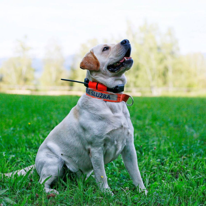 Load image into Gallery viewer, Dog Trace | Tracking system DOG GPS X25 | Orange - Dog GPS Systems