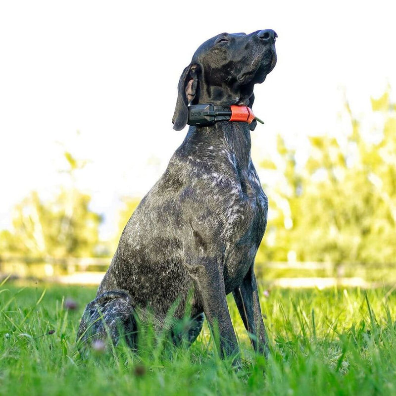 Load image into Gallery viewer, Dog Trace | Tracking system DOG GPS X30 | Orange - Dog GPS Systems