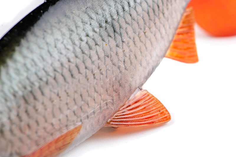 Load image into Gallery viewer, Fox Rage | Ultra-Realistic Roach Replicant - Swimbait Lures