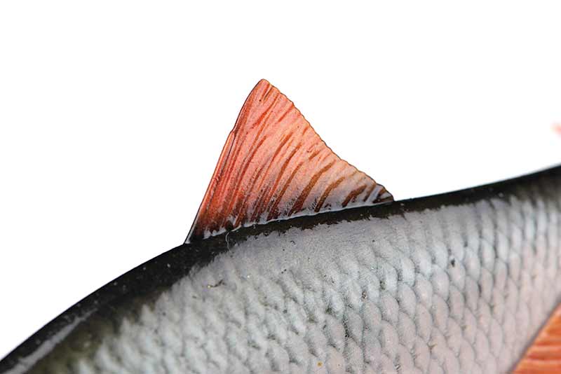 Load image into Gallery viewer, Fox Rage | Ultra-Realistic Roach Replicant - Swimbait Lures