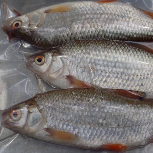 Deadliest Baits | Frozen Roach - Deadbait Rods