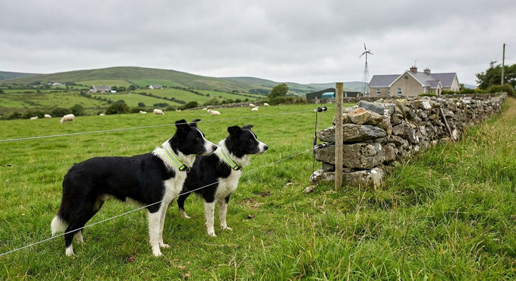 Electric dog fences for containing working dogs in Ireland