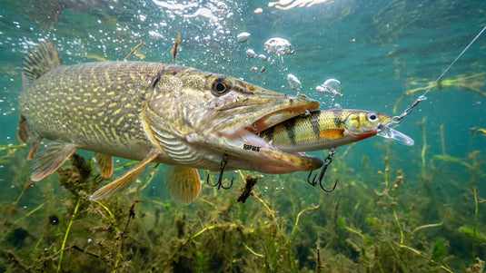 best pike fishing lures 2019 BRAIRIA Lures, 4Pcs Spinner Baits Predator with Rabbit Tail & Long Skirt for Northern Pike & Largemouth Bass Fresh Water Fishing : Sports & Outdoors and attracts bass Do you need a lot