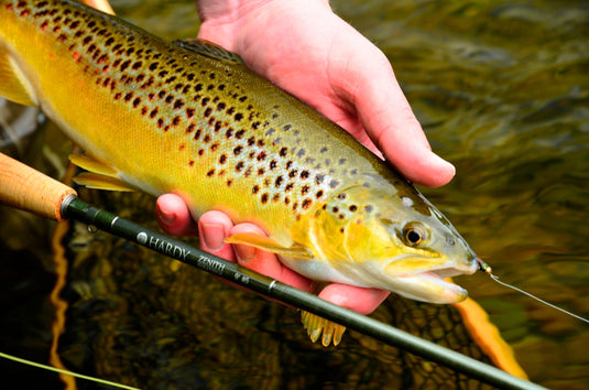 Trout Fishing Seasons Ireland