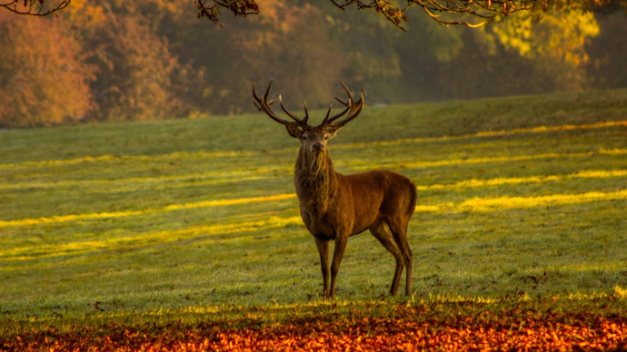 Deer Hunting Seasons In Ireland
