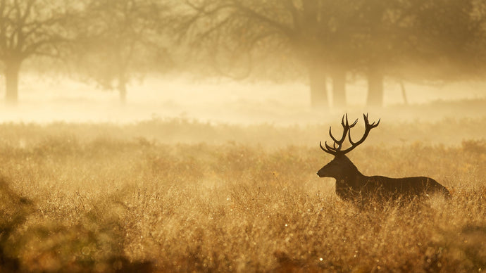 Deer Hunting Seasons In Ireland