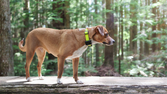 Dog Trackers and GPS Systems