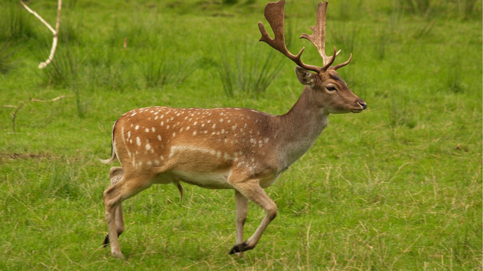 Fallow Deer in Ireland: A Historical and Ecological Insight