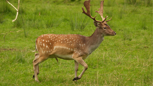 Fallow Deer species in Ireland