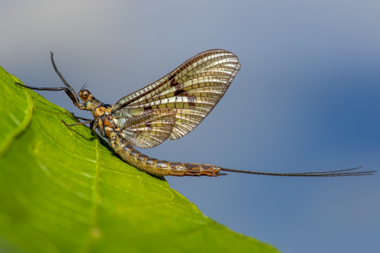 The May Fly in Ireland