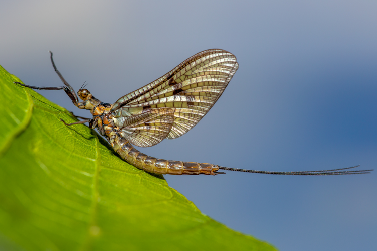 The May Fly in Ireland 