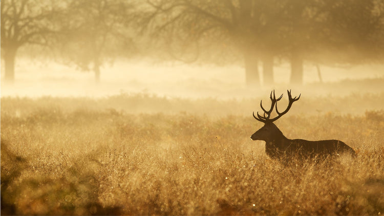 Irish Red Deer