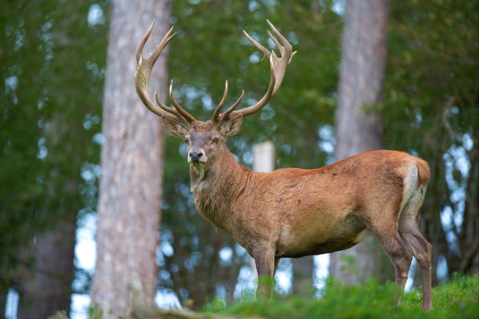 Irish Red Deer: A Symbol of Ireland’s Natural Heritage