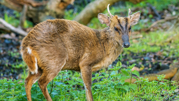 Muntjac Deer in Ireland