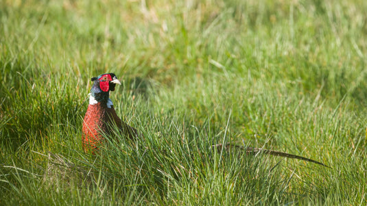 Pheasant Shooting Ireland