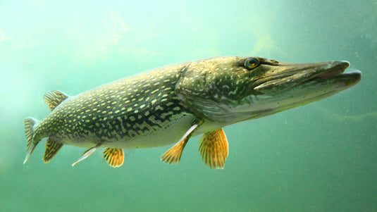 Pike Fishing Lures: Catch More Monsters