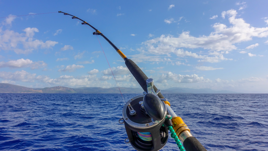 Exploring Sea Fishing Species in Ireland: A Marine Treasure Trove