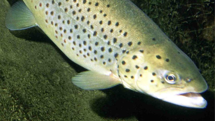 Sea Trout in Irish Waters