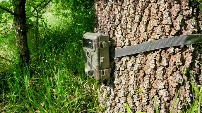 Wildlife & Trail Cameras Ireland