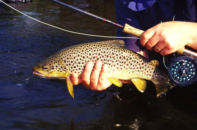 Trout Lures Ireland; Our Top 5 Trout Lures