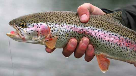 Trout Fishing Lures in Ireland