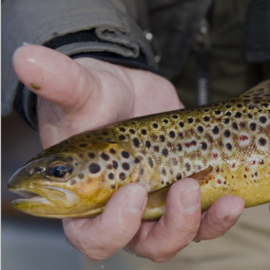 Trout Spawning In Ireland