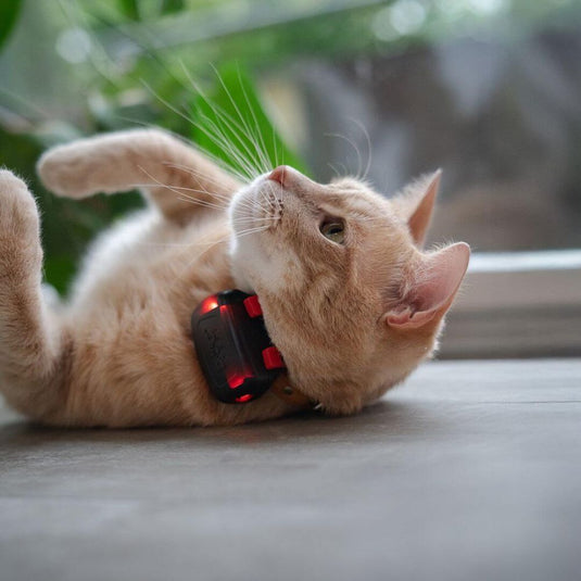 Dog Trace | Dog GPS Mini Locator For Dogs