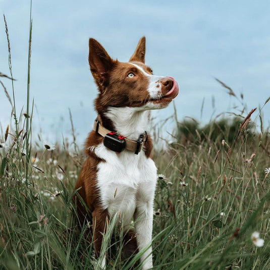 Dog Trace | Dog GPS Mini Locator For Dogs