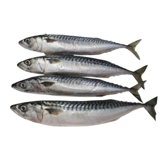 Deadliest Baits | Frozen Mackerel