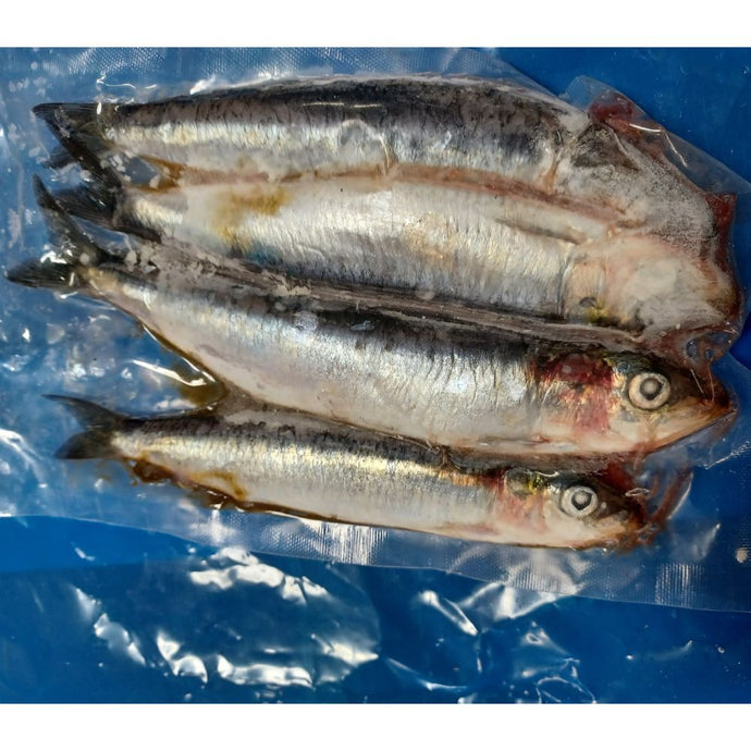 Frozen | SR | Herring Jack | 3 per pack. Sizes from 6 / 7 inches