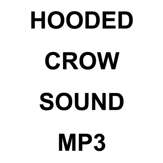 Wildhunter.ie - Hooded Crow MP3 Sound Download -  MP3 Downloads 