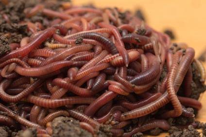 Wildhunter.ie - Worms | Large Tub | 100g -  Coarse Fishing Groundbait 