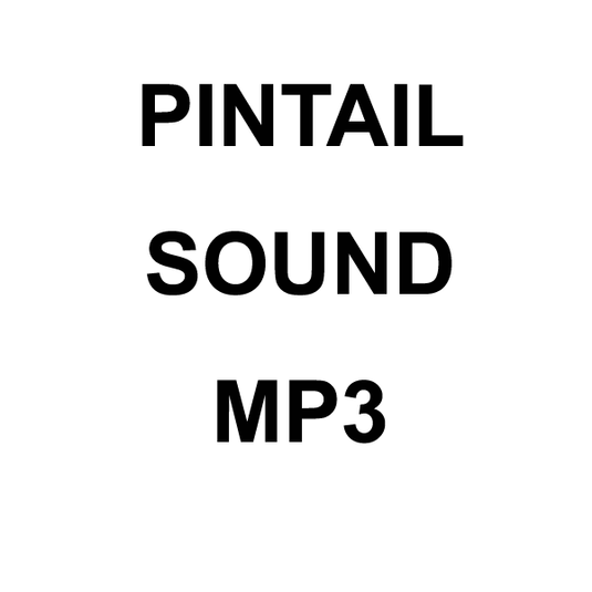 Wildhunter.ie - Pintail MP3 Sound Download -  MP3 Downloads 