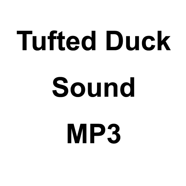 Wildhunter.ie - Tufted Duck Sound MP3 Download -  MP3 Downloads 