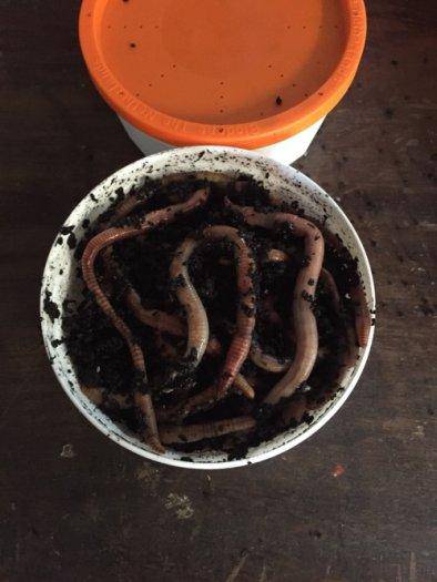 Wildhunter.ie - Worms | Small Tub | 40g -  Coarse Fishing Groundbait 